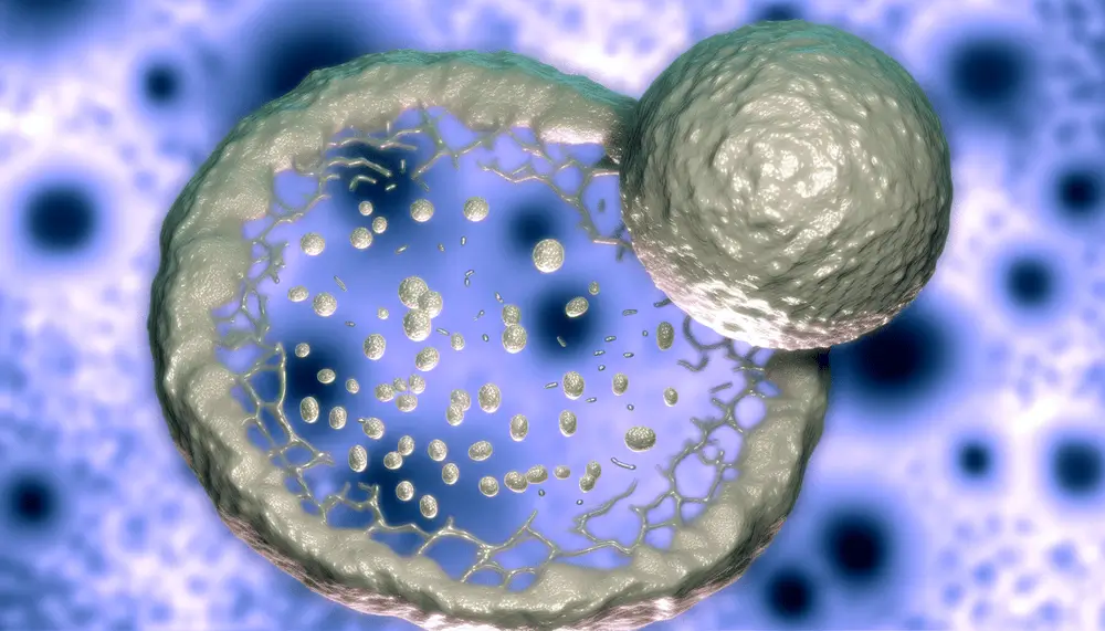 Photo of mesenchymal stem cells (MSCs) releasing exosomes